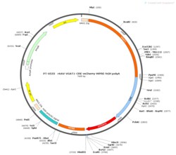 BIOHIPPO&nbsp;AAV-VGAT1-Cre-mCherry-WPRE-hGH-polyA