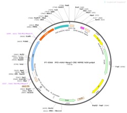 BIOHIPPO&nbsp;AAV-Mecp2-Cre-WPRE-hGH-polyA