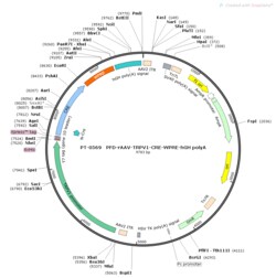 BIOHIPPO&nbsp;AAV-TRPV1-Cre-WPRE-hGH-polyA