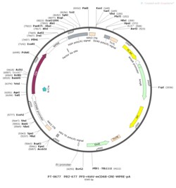 BIOHIPPO&nbsp;AAV-mCD68-Cre-WPRE-PA