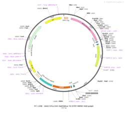 BIOHIPPO&nbsp;AAV-Ef1a-DIO-SwiChRca-TS-EYFP-WPRE-hGH-polyA