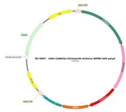 BIOHIPPO&nbsp;AAV-CaMKIIa-ChrimsonR-mCherry-WPREs
