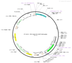 BIOHIPPO&nbsp;AAV-PV-EGFP-bGH-polyA