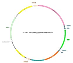 BIOHIPPO&nbsp;AAV-CaMKIIa-DO-EGFP-WPRE-hGH-polyA