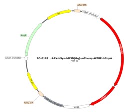 BIOHIPPO&nbsp;AAV-hSyn-hM3D(Gq)-mCherry-WPREs