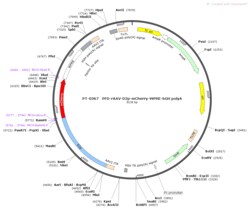 BIOHIPPO&nbsp;AAV-D2-mCherry-WPRE-bGH-polyA