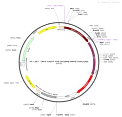 BIOHIPPO&nbsp;AAV-GAD67-Cre-mCherry-WPRE-hGH-polyA