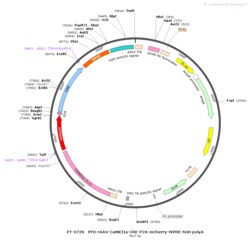 BIOHIPPO&nbsp;AAV-CaMKIIa-Cre-P2A-mCherry-WPRE-hGH-polyA