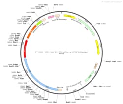 BIOHIPPO&nbsp;AAV-D1-Cre-mCherry-WPRE-bGH-polyA