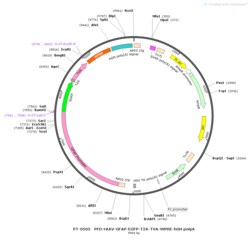 BIOHIPPO&nbsp;AAV-GFAP-EGFP-T2A-TVA-WPRE-hGH-polyA