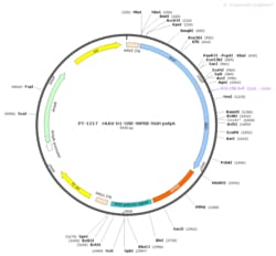 BIOHIPPO&nbsp;AAV-D1-Cre-WPRE-hGH-polyA