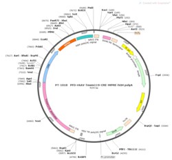 BIOHIPPO&nbsp;AAV-Tmem119-Cre-WPRE-hGH-polyA
