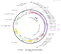 BIOHIPPO&nbsp;AAV-cTNT-DA1h-WPREs