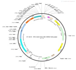 BIOHIPPO&nbsp;AAV-PTH-Cre-WPRE-hGH-polyA