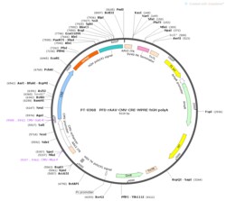 BIOHIPPO&nbsp;AAV-CMV-Cre-WPRE-hGH-polyA