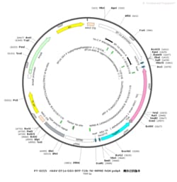 BIOHIPPO&nbsp;AAV-EF1a-DIO-BFP-T2A-TK-WPRE-hGH-polyA