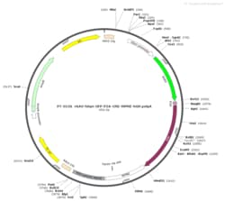 BIOHIPPO&nbsp;AAV-hSyn-EGFP-P2A-Cre-WPRE-hGH-polyA