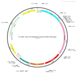 BIOHIPPO&nbsp;AAV-PTH-hM4D(Gi)-mCherry-WPRE-hGH-polyA