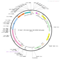 BIOHIPPO&nbsp;AAV-ChAT-Cre-WPRE-hGH-polyA