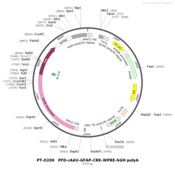 BIOHIPPO&nbsp;AAV-GFAP-Cre-WPRE-hGH-polyA