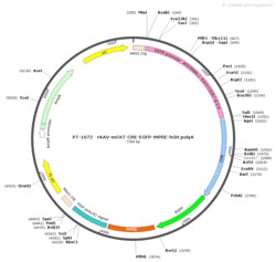 BIOHIPPO&nbsp;AAV-OXTR-Cre-EGFP-WPRE-hGH-polyA
