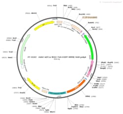 BIOHIPPO AAV-nEF1a-fDIO-TVA-EGFP-WPRE-hGH-polyA, Quantity: Pack of 5