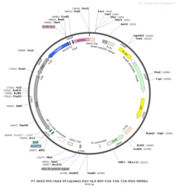 BIOHIPPO AAV-nEF1a-DIO-NLS-BFP-F2A-TVA-T2A-RVG-WPREs, Quantity: Pack of