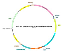 BIOHIPPO&nbsp;AAV-EF1a-DIO-ChETA-EYFP-WPRE-hGH-polyA