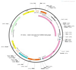 BIOHIPPO&nbsp;AAV-GFAP-Cre-3XFlag-WPRE-hGH-polyA