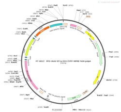 BIOHIPPO&nbsp;AAV-EF1a-DIO-EYFP-WPRE-hGH-polyA