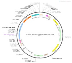 BIOHIPPO&nbsp;AAV-KI67-Cre-WPRE-hGH-polyA