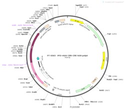 BIOHIPPO&nbsp;AAV-CBh-Cre-WPRE-bGH-polyA