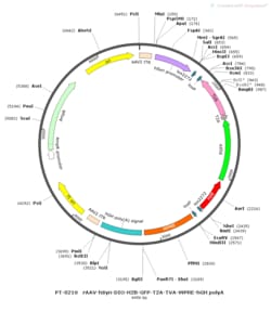 BIOHIPPO&nbsp;AAV-hSyn-DIO-H2B-EGFP-T2A-TVA-WPRE-hGH-polyA