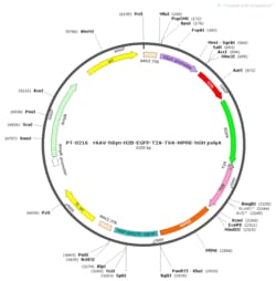 BIOHIPPO AAV-hSyn-H2B-EGFP-T2A-TVA-WPRE-hGH-polyA, Quantity: Pack of 5