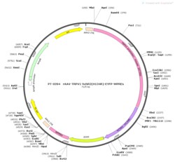 BIOHIPPO&nbsp;AAV-TRPV1-hChR2(H134R)-EYFP-WPREs