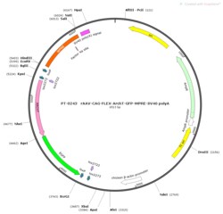 BIOHIPPO&nbsp;AAV-CAG-FLEX-ArchT-EGFP-WPRE-SV40-polyA