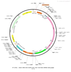 BIOHIPPO AAV-CMV-DIO-EGFP-F2A-TVA-T2A-RVG-WPRE-hGH-polyA, Quantity: Pack