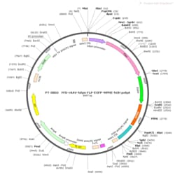 BIOHIPPO&nbsp;AAV-hSyn-Flp-EGFP-WPRE-hGH-polyA