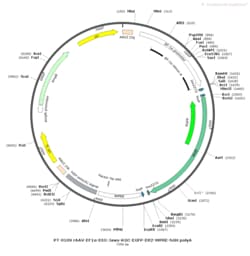 BIOHIPPO&nbsp;AAV-EF1a-DIO-Jaws-KGC-EGFP-ER2-WPRE-hGH-polyA