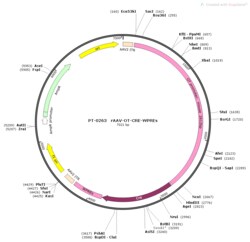 BIOHIPPO&nbsp;AAV-Oxytocin-Cre-WPREs