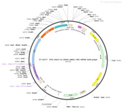 BIOHIPPO&nbsp;AAV-CS-CRM4-aMHC-Cre-WPRE-hGH-polyA