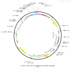 BIOHIPPO&nbsp;AAV-D1-eNpHR3.0-EYFP-WPRE-hGH-polyA
