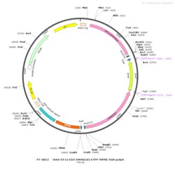 BIOHIPPO&nbsp;AAV-EF1a-DIO-hM4D(Gi)-EYFP-WPREs