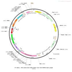 BIOHIPPO&nbsp;AAV-EF1a-DIO-H2B-EGFP-T2A-TVA-WPRE-hGH-polyA