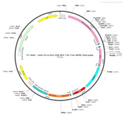 BIOHIPPO&nbsp;AAV-EF1a-DIO-H2B-BFP-T2A-TVA-WPRE-hGH-polyA