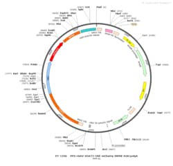 BIOHIPPO&nbsp;AAV-VGAT2-Cre-mCherry-WPRE-hGH-polyA