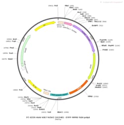 BIOHIPPO&nbsp;AAV-Ki67-hChR2(H134R)-EYFP-WPRE-hGH-polyA