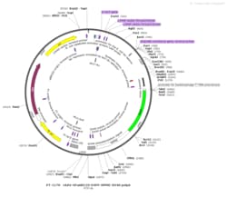 BIOHIPPO&nbsp;AAV-GfaABC1D-EGFP-WPRE-SV40-polyA