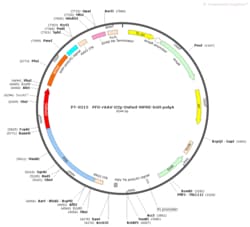 BIOHIPPO&nbsp;AAV-D2-DsRed-WPRE-bGH-polyA