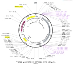 BIOHIPPO&nbsp;AAV-EFS-DIO-CRF3.0(1)-WPRE-hGH-polyA